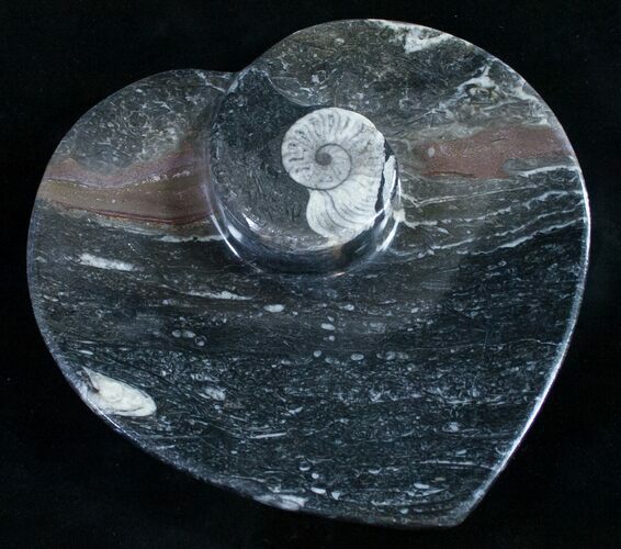 Heart Shaped Fossil Goniatite Dish #9010